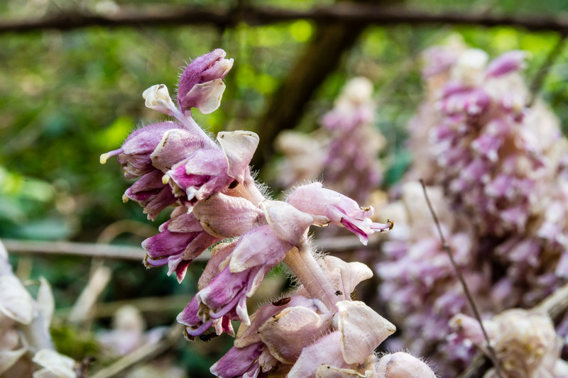 Lathraea squamata?..quasi: Lathraea squamaria